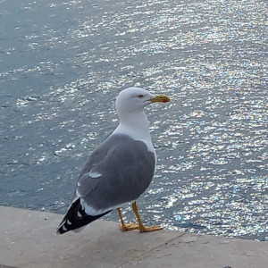 Larus